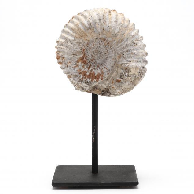 PERISPHINCTES AMMONITE FOSSIL,