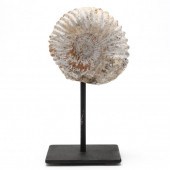 PERISPHINCTES AMMONITE FOSSIL,