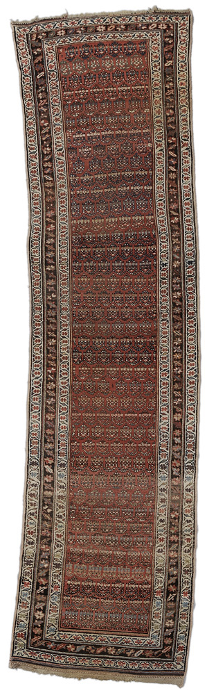 Persian Runner northwest Persian,