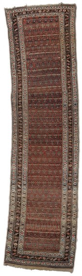 Persian Runner northwest Persi