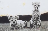 PETER BEARD CHEETAH CUBS, DIGI