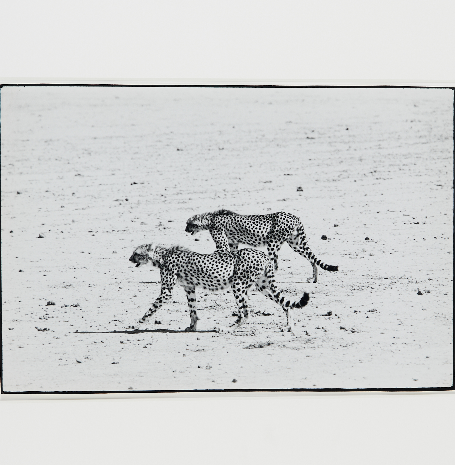 PETER BEARD, FRAMED PHOTOGRAPH,