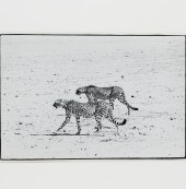 PETER BEARD, FRAMED PHOTOGRAPH