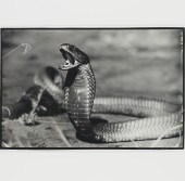 PETER BEARD, PHOTOGRAPH, ARTIS