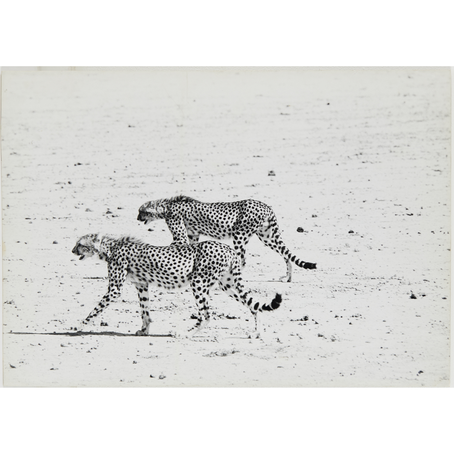 PETER BEARD, PHOTOGRAPH,