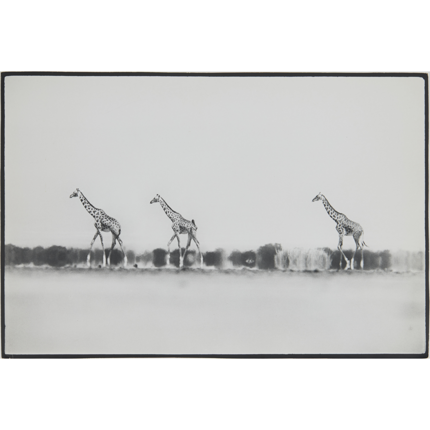 PETER BEARD, PHOTOGRAPH Peter Beard