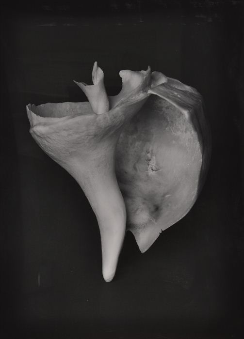 PETER CAMPUS (b. 1937): "SIREN "