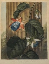 PETER CHARLES HENDERSON (ACTIV