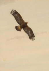 Peter Hayman/Golden Eagle/wate