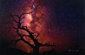 PETER LIK (AUSTRALIA, BORN 195