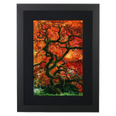 PETER LIK B1959 INFINITY TREE