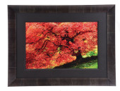 PETER LIK LIMITED EDITION FRAM