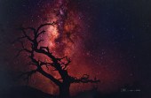 PETER LIK "TREE OF THE UNIVERS