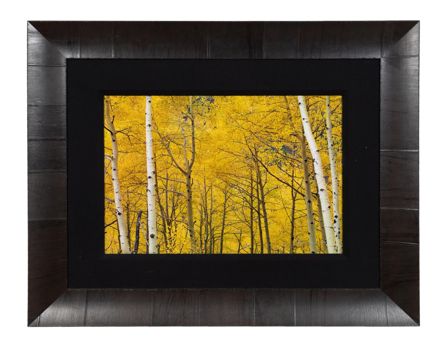 PETER LIK, YELLOW BIRCH TREES