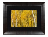 PETER LIK, YELLOW BIRCH TREES
