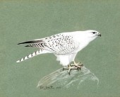 Peter Markham Scott (British 1