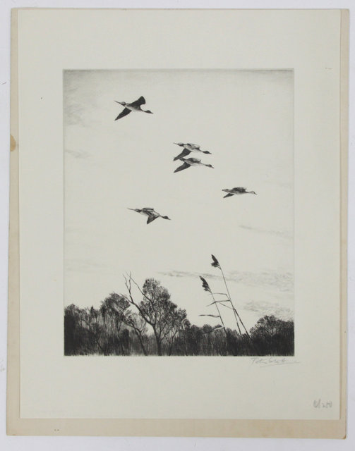 Peter ScottMALLARDS DROPPING
