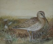 Peter Standen (1936)/Whimbrel/