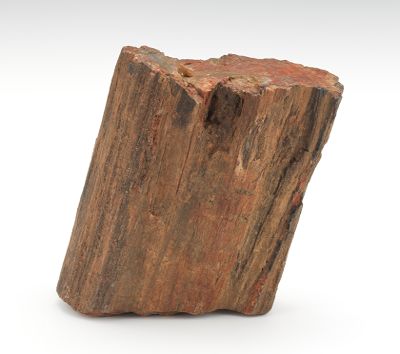 Petrified Tree Log Unidentified