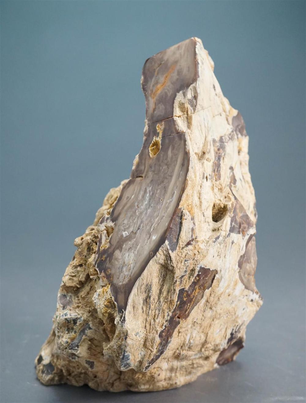 PETRIFIED WOOD, H: 12-1/2