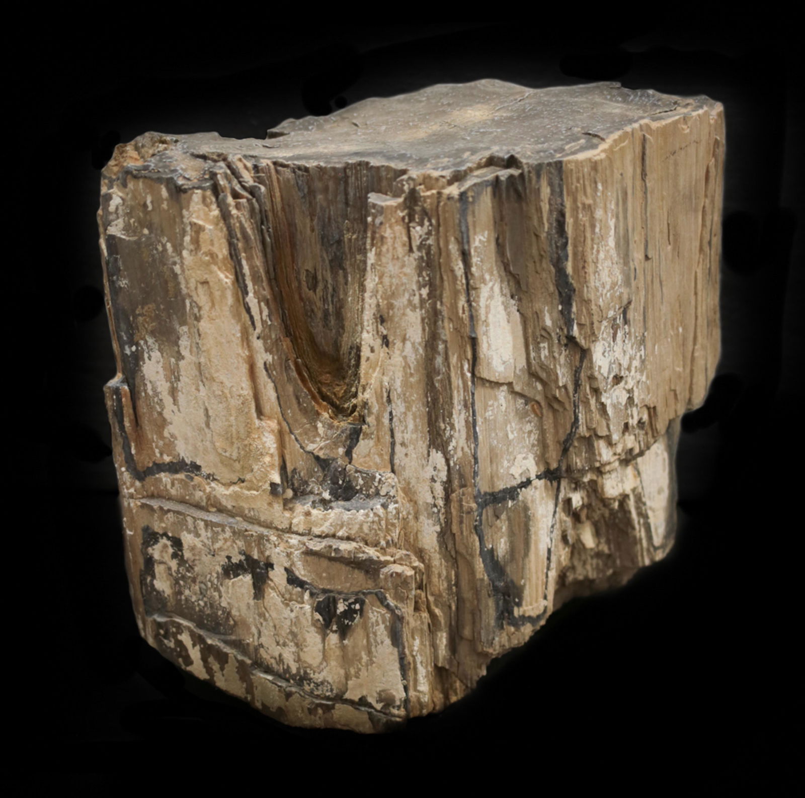 PETRIFIED WOOD SLABLarge