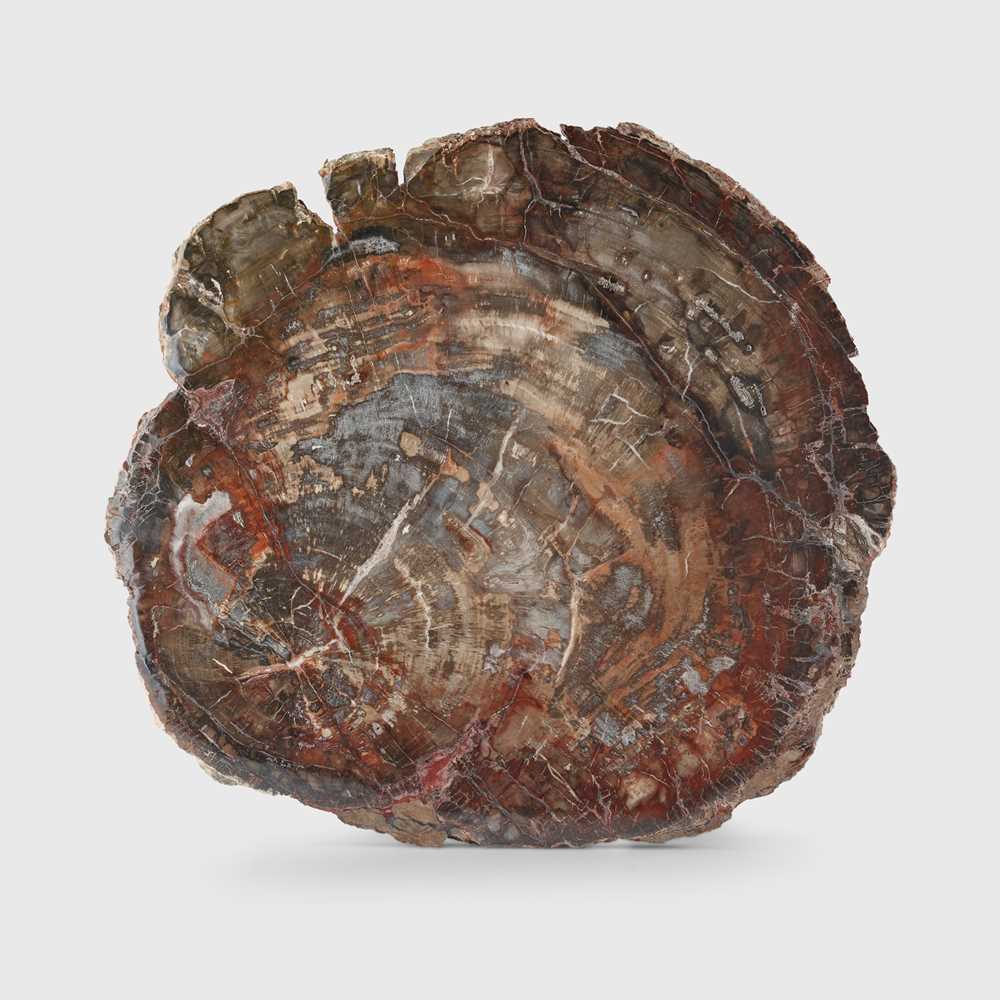 PETRIFIED WOOD SLICE MADAGASCAR,