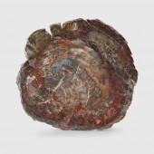 PETRIFIED WOOD SLICE
MADAGASCA
