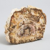 Petrified Wood Specimen Sample