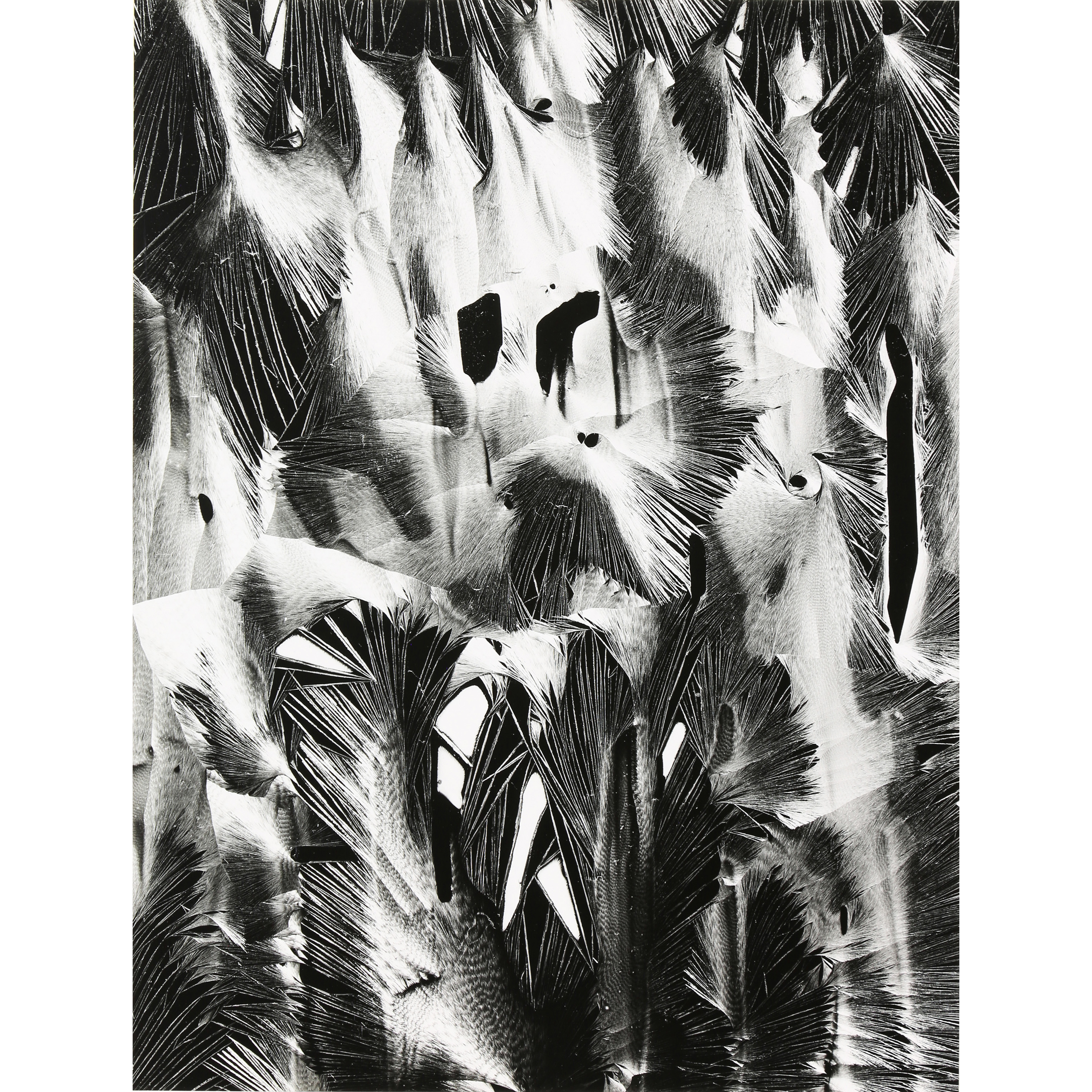 PHOTOGRAPH, BRETT WESTON Brett