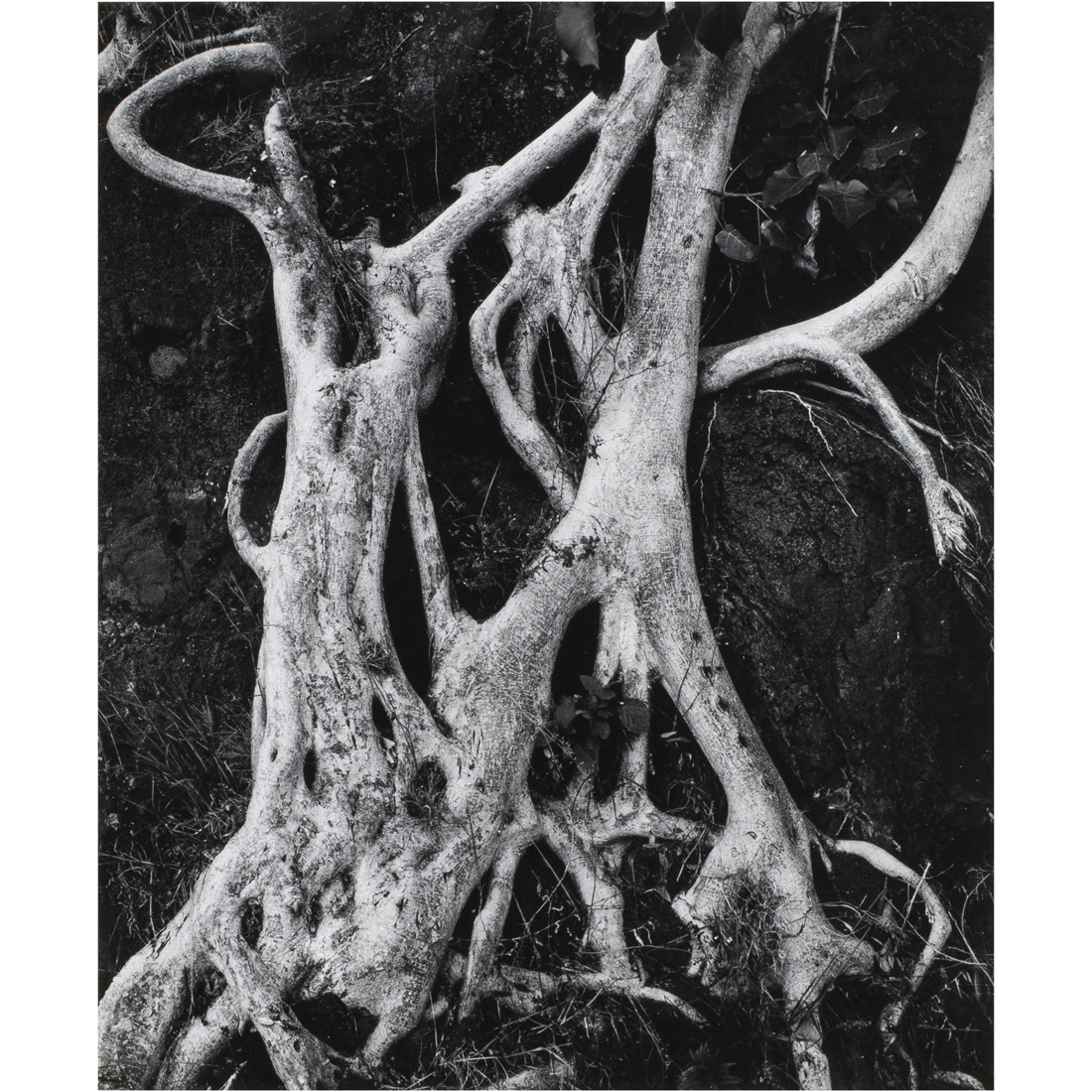 PHOTOGRAPH, BRETT WESTON Brett