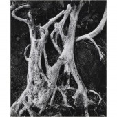 PHOTOGRAPH, BRETT WESTON Brett