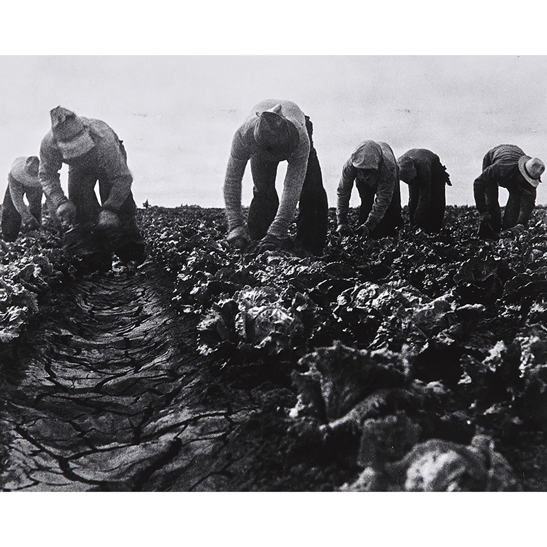 PHOTOGRAPH, DOROTHEA LANGE Dorothea
