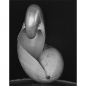 PHOTOGRAPH, EDWARD WESTON Edwa