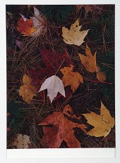 Photograph from In Wildness by