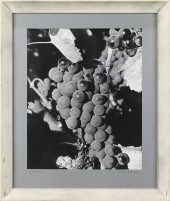 PHOTOGRAPH, GERH IBSEN Gerh Ib