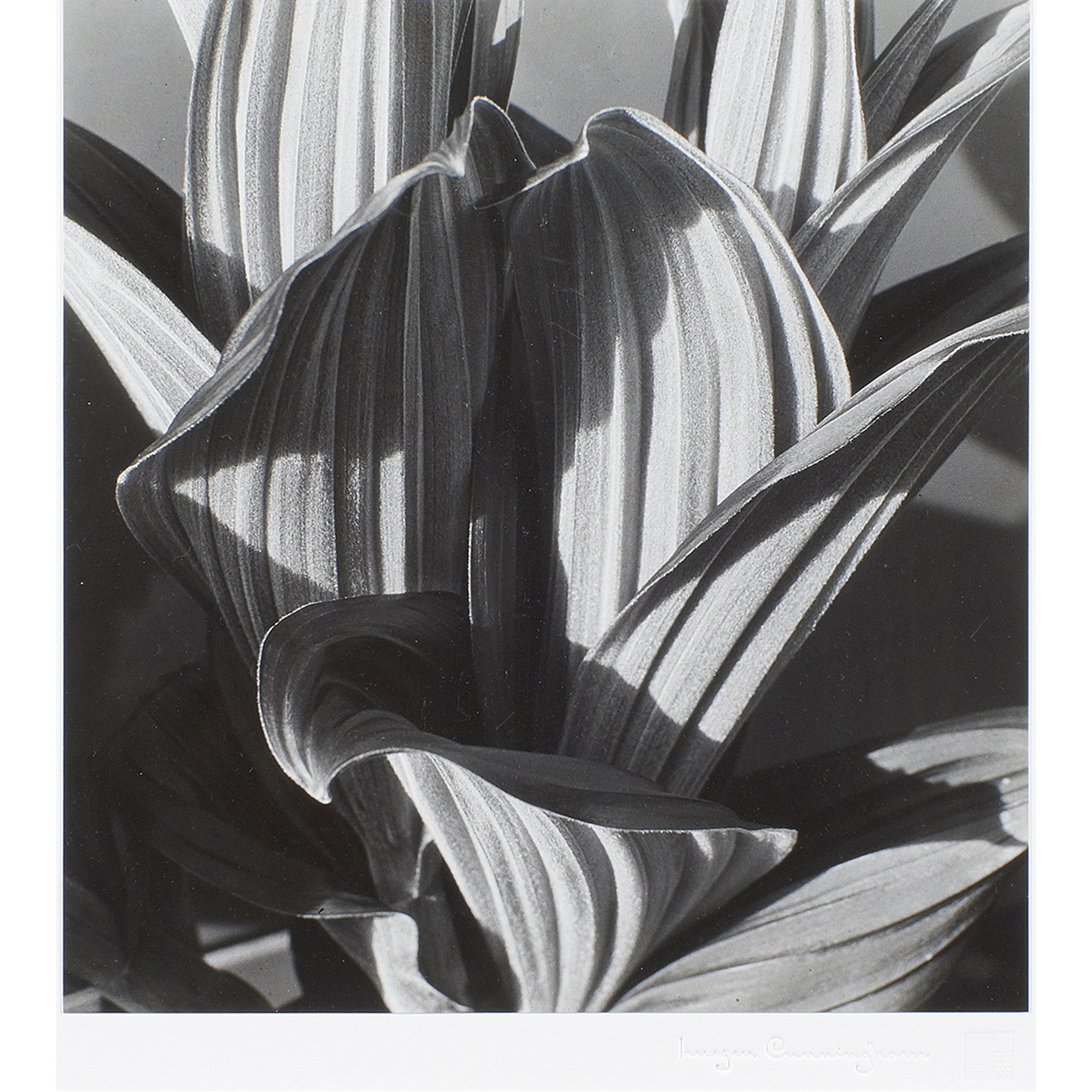 PHOTOGRAPH, IMOGEN CUNNINGHAM