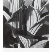PHOTOGRAPH, IMOGEN CUNNINGHAM