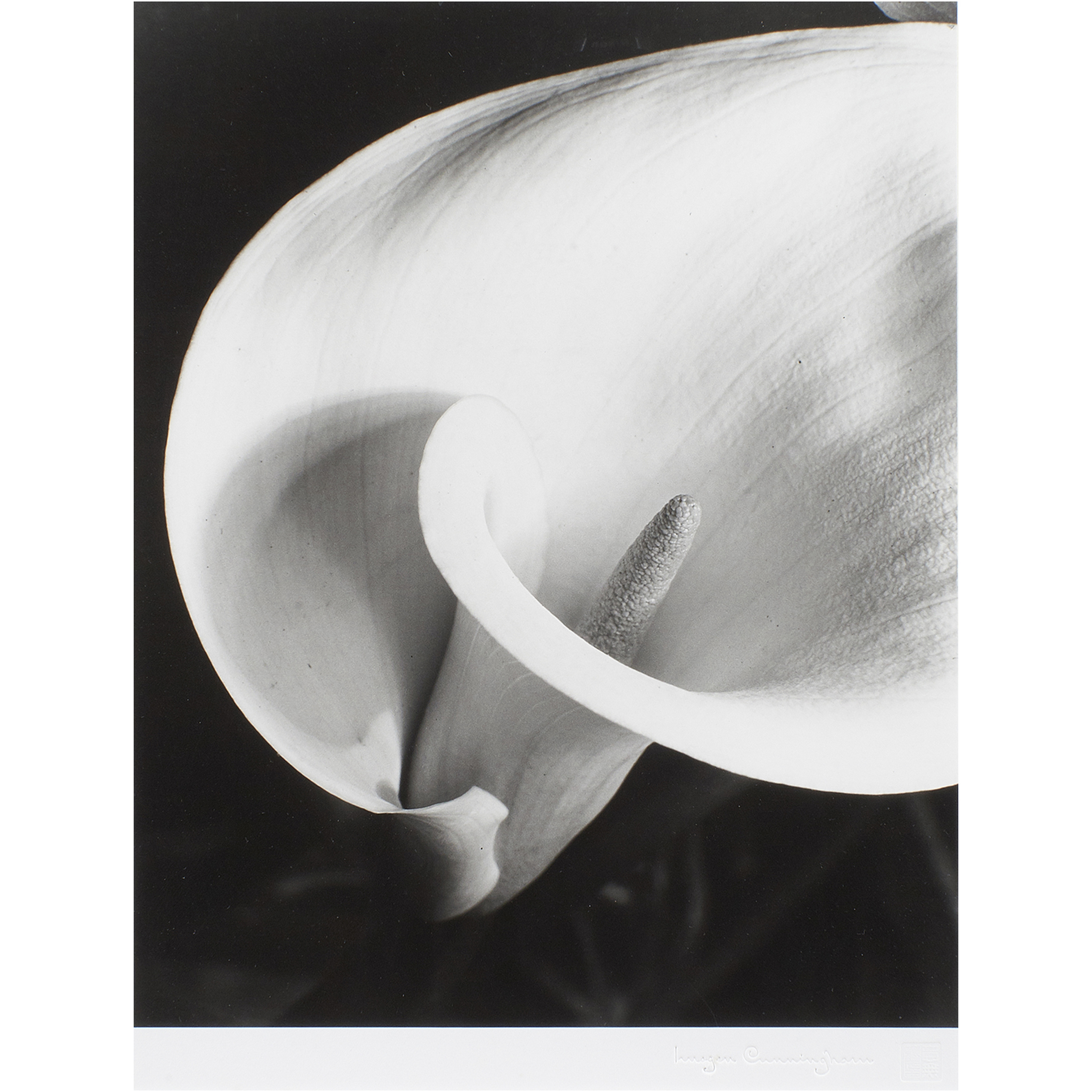 PHOTOGRAPH, IMOGEN CUNNINGHAM