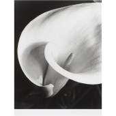 PHOTOGRAPH, IMOGEN CUNNINGHAM