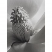PHOTOGRAPH, IMOGEN CUNNINGHAM