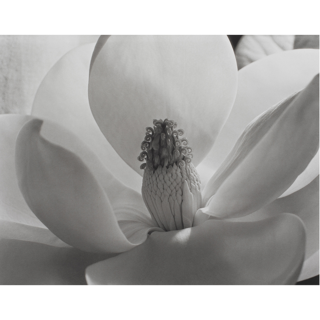 PHOTOGRAPH, IMOGEN CUNNINGHAM