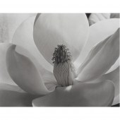 PHOTOGRAPH, IMOGEN CUNNINGHAM
