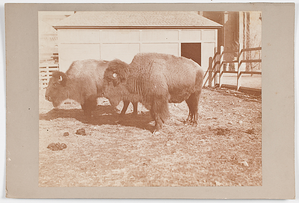 Photograph of Buffalo 7 x 9 in.