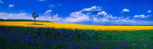 PHOTOGRAPH, PETER LIK<br>Peter