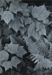 PHOTOGRAPH PORTFOLIO, GEORGE A