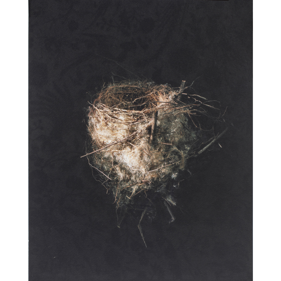 PHOTOGRAPH, RICHARD BARNES