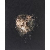 PHOTOGRAPH, RICHARD BARNES Ric