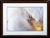 PHOTOGRAPH, THOMAS D. MANGELSE
