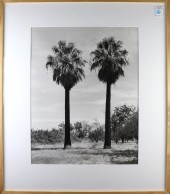 PHOTOGRAPH, TIM HARVEY Tim Har
