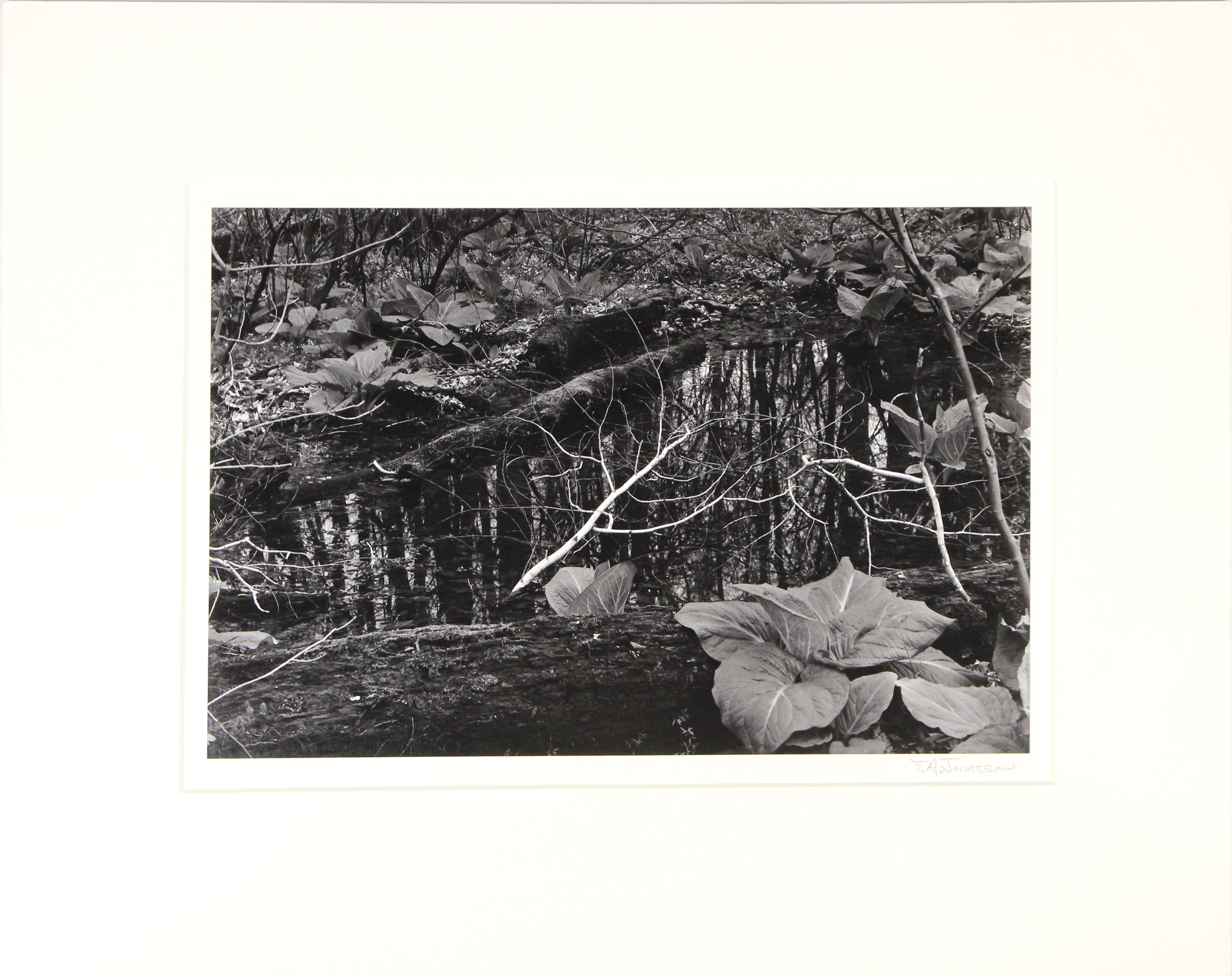 PHOTOGRAPHS, TERRY JONASSON (lot of